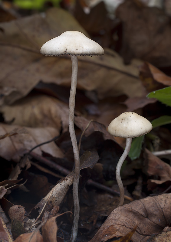 Psilocybe serbica var. arcana